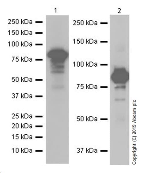 Anti-O-Linked N-Acetylglucosamine antibody [EPR19847](AB202665)