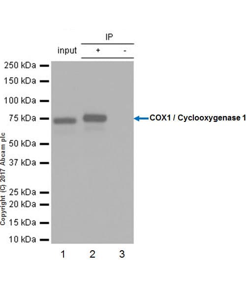 Anti-COX1 / Cyclooxygenase 1 antibody [EPR5866](AB109025)