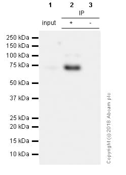 Anti-SOX9 antibody [EPR12755](AB182579)