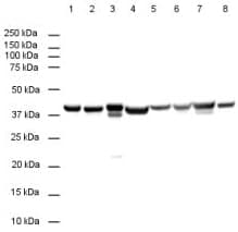 Anti-GAPDH antibody [mabcam 9484] - Loading Control(ab9484)