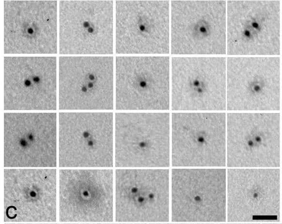 Biotinylation Kit Biotin Conjugation Kit Fast Type A Lightning Link Ab201795 Electron Microscopy Img166563