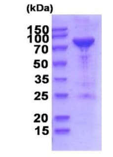 Ab202628  Sds Page Img22789