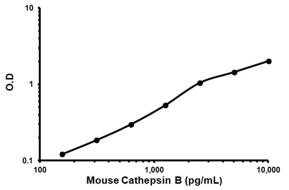 Mouse Cathepsin B ELISA Kit(AB119585)