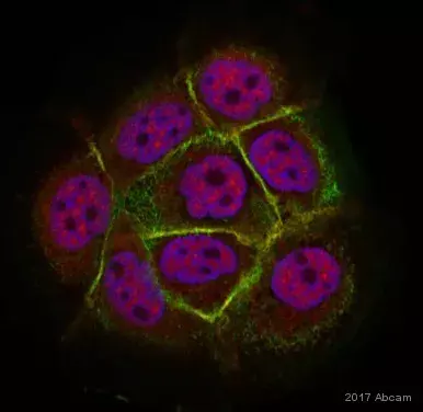 Anti-N Cadherin antibody - Intercellular Junction Marker(AB18203)