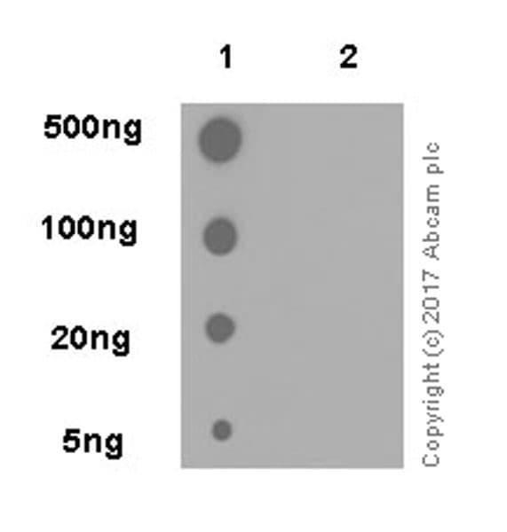 Anti-PFKFB3 (phospho S461) antibody [EPR19735](AB202291)