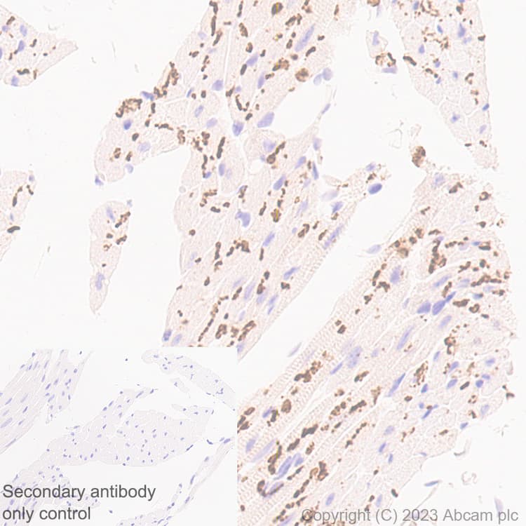 Anti-Connexin 43 / GJA1 antibody [RM1071] - BSA and Azide free(AB314909)