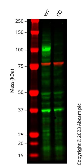 Anti-Calnexin antibody [CANX/1543](AB238078)