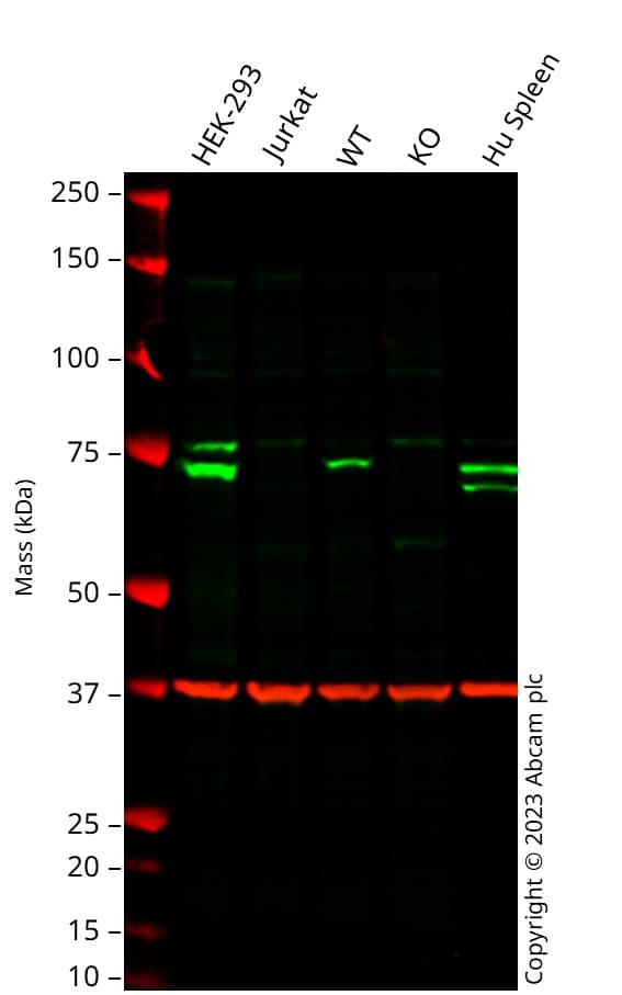 Samhd1 Antibody Oti1a1 Ab128107  Western Blot Img422421