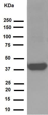 Anti-Synaptophysin antibody [YE269](ab32127)