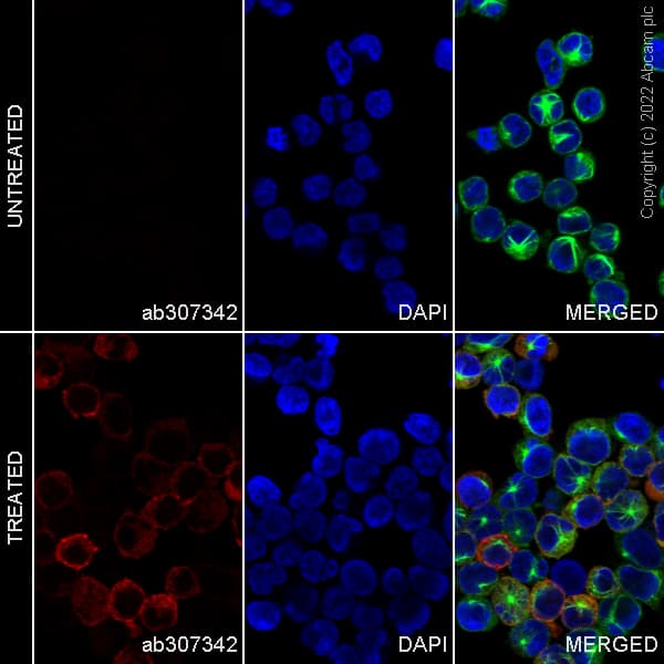 Alexa Fluor® 555 Anti-MX1 antibody [EPR24485-19](AB307342)