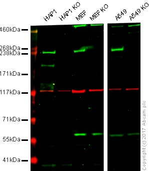 Anti-LRRK2 antibody [MJFF5 (68-7)] - BSA and Azide free(AB237040)
