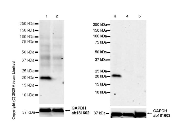 Goat Anti-Rabbit IgG H&L (HRP)(AB97051)