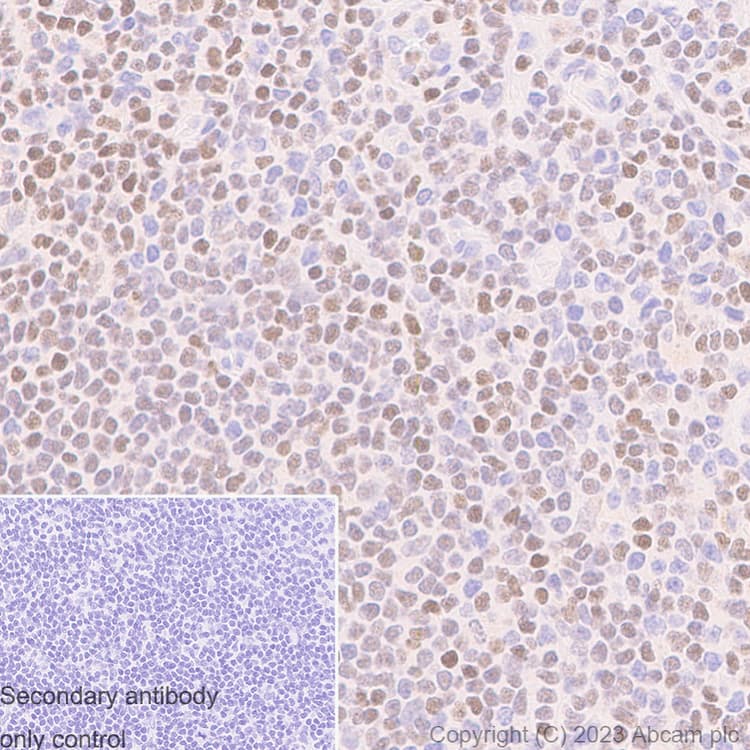 Anti-RUNX1 / AML1 antibody [RM1089] - BSA and Azide free(AB315399)