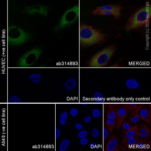 Anti-ECM Isoform 1 antibody [EPR25810-46] - BSA and Azide free(AB314894)
