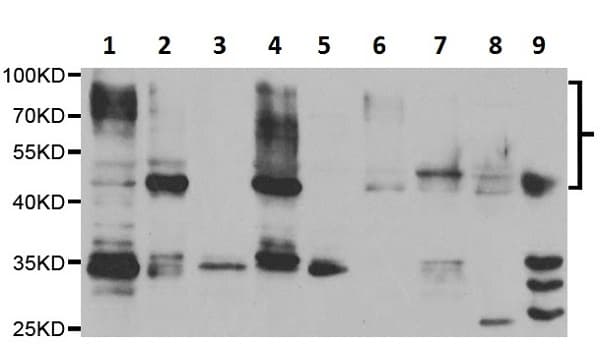 Anti-Poliovirus Receptor/PVR antibody(AB230338)