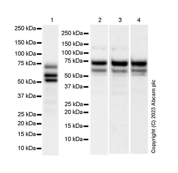 Anti-MTF2 antibody [EPR27196-167] - BSA and Azide free(AB314754)
