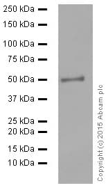 Anti-HMGCS2 antibody [EPR8642](AB137043)