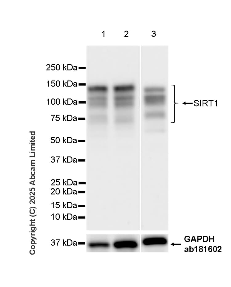 Anti-SIRT1 antibody [19A7AB4](AB110304)