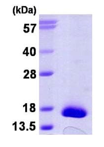 Recombinant Human TRP14 protein(AB124598)