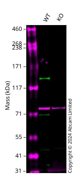 Kdm4b Jmjd2b Antibody Epr25240 41 Bsa And Azide Free Ab305057  Western Blot Img433939