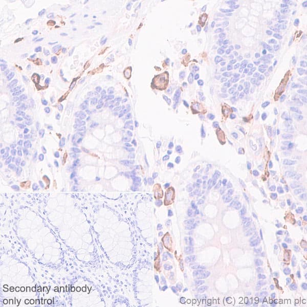 Anti-CD14 antibody [EPR3653] - BSA and Azide free(AB226121)