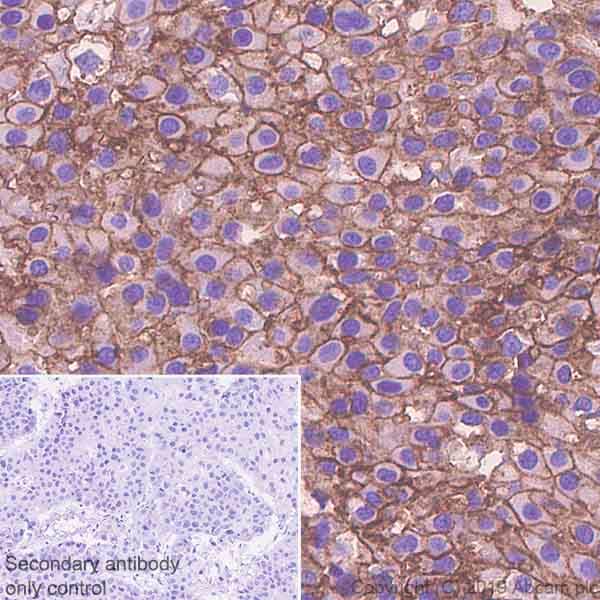 Anti-Poliovirus Receptor/PVR antibody [EPR23074-270] - BSA and Azide free(AB267398)
