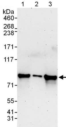 Anti-Cyclin T1 antibody(AB176702)