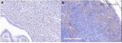 Anti-F4/80 antibody [SP115](AB111101)