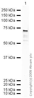 Anti-Wnt3a antibody(AB28472)