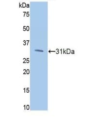 Anti-PI3 Kinase p110 beta antibody(ab232997)