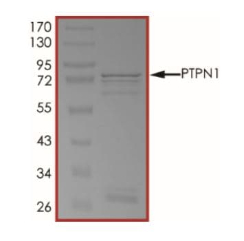 Recombinant human PTP1B protein (Active)(AB268897)