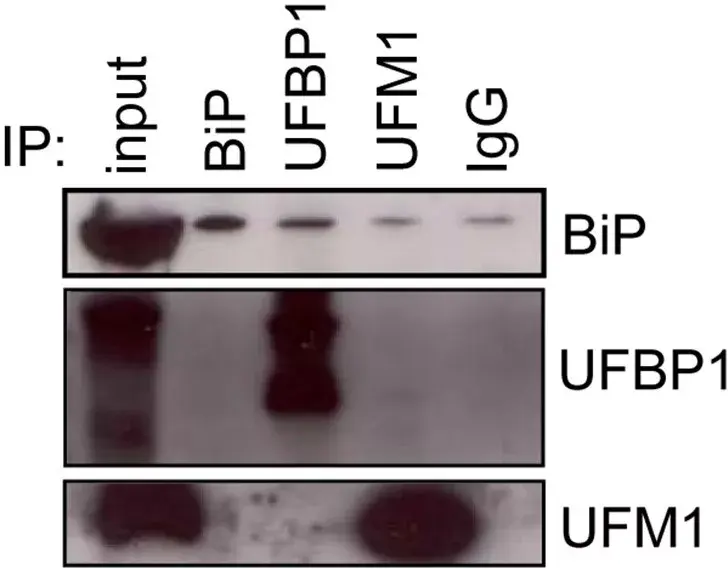 HRP Conjugation Kit - Lightning-Link®(AB102890)