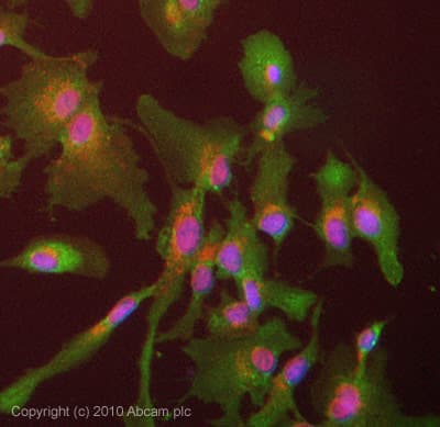 Gsta1 Antibody Ab53940  Immunocytochemistry Immunofluorescence Img26674