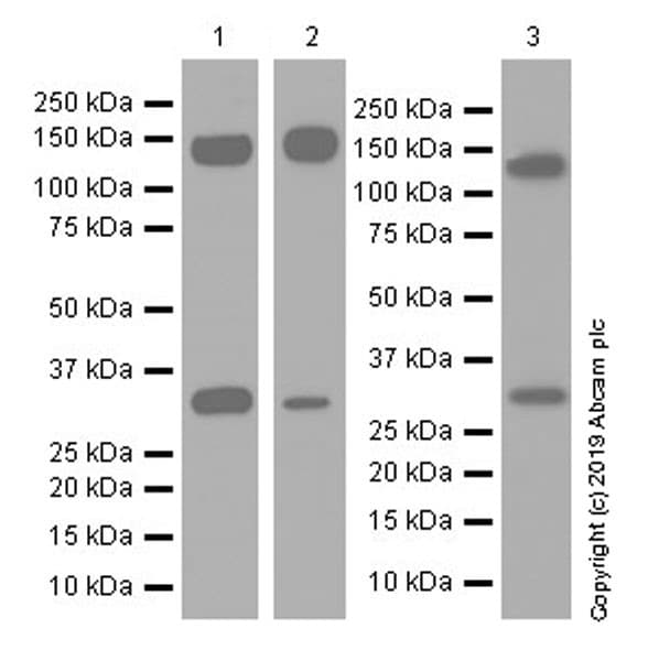 Anti-Pan Trk antibody [EPR17341-4](ab246551)