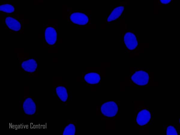 Goat Rabbit Igg Fc Alexa Fluor 647 Preadsorbed Ab150099  Immunocytochemistry Immunofluorescence Img32814