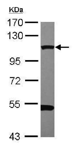 Anti-Dynamin 2 antibody(AB227192)