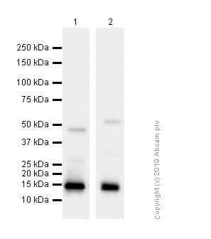 Anti-Histone H3 (citrulline R8) antibody [EPR20358-13] - BSA and Azide free(AB232939)
