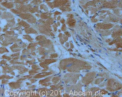 Anti-VEGFA antibody [VG-1](AB1316)