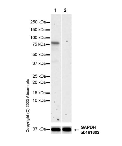 Arx Antibody Epr27481 32 Ab308260  Western Blot Img408850