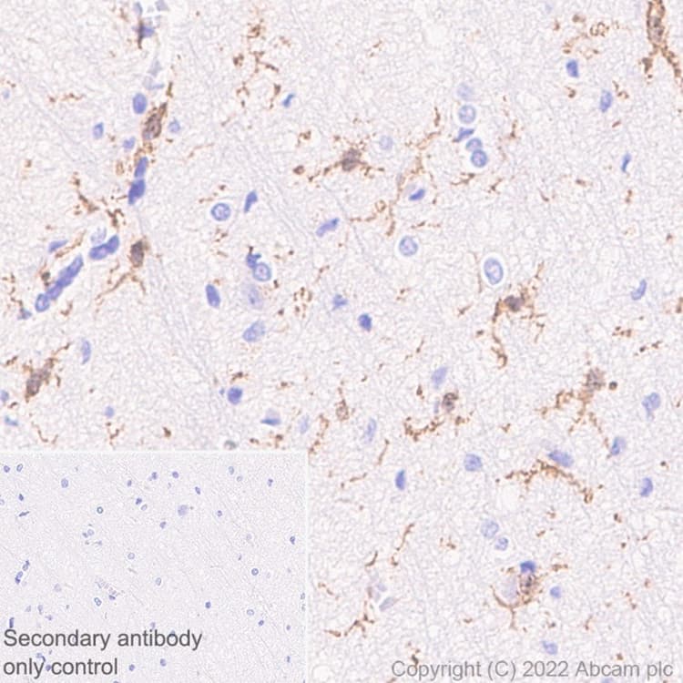 Iba1 Antibody Epr61362 Microglia Marker Ab178680  Immunohistochemistry Formalin Pfa Fixed Paraffin Embedded Sections Img415992
