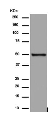 Baf53b Antibody Ep10101 Ab180927  Western Blot Img25376