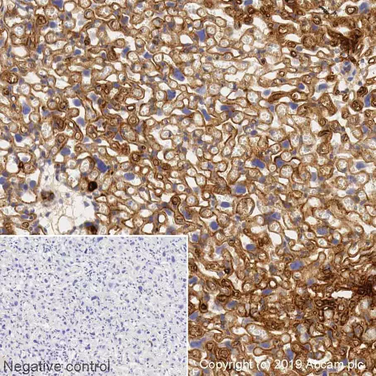 Anti-VEGFA antibody [VG-1](AB1316)