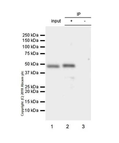 Anti-Beta Arrestin 2 + Beta Arrestin 1 antibody [EPR22073](AB206972)