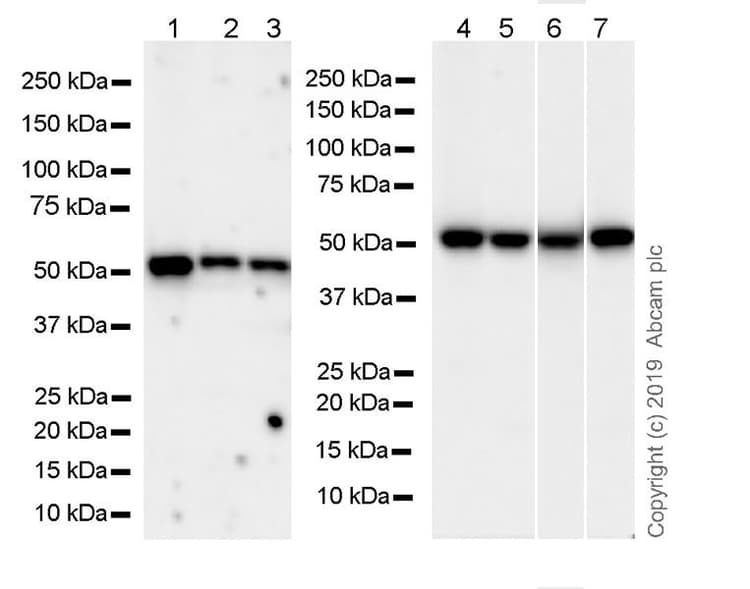 Anti-MLKL antibody [3H1] - BSA and Azide free(ab255747)