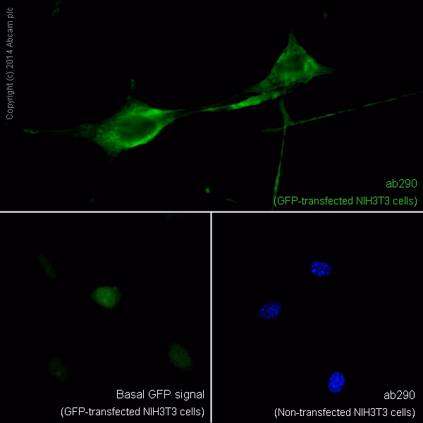 Gfp Antibody Ab290  Immunocytochemistry Immunofluorescence Img3537