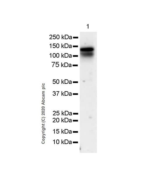 Anti-ADAMTS1 antibody [EPR23324-45](AB276133)