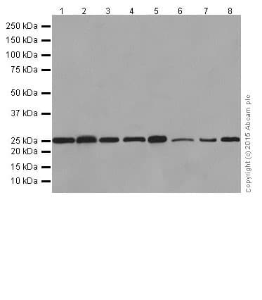 Anti-Bcl-2 antibody [EPR17509](AB182858)
