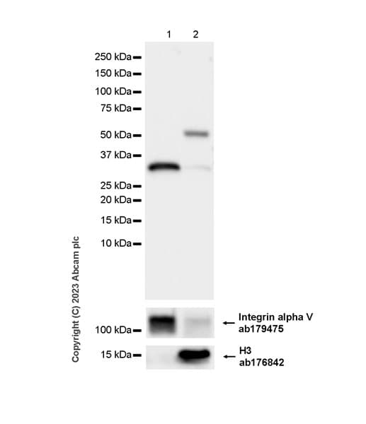 Anti-Integrin alpha V antibody [EPR16800](AB179475)