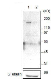 Anti-POGZ antibody(AB171934)
