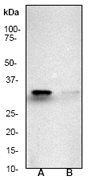 Anti-pro Caspase-3 antibody [E83-103](AB32499)